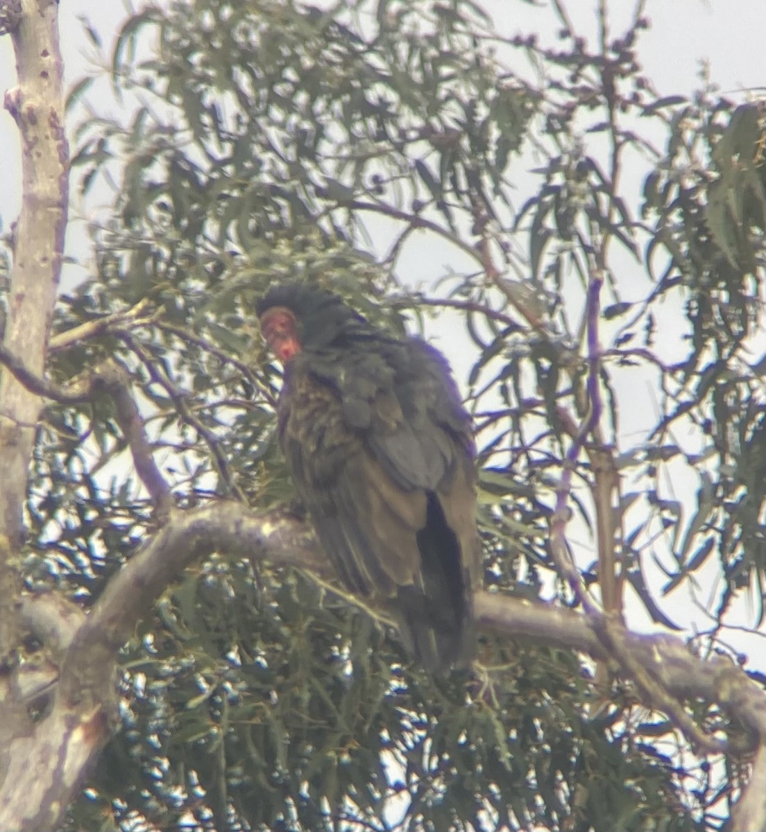 kondor krocanovitý (ssp. aura/septentrionalis) - ML612348290