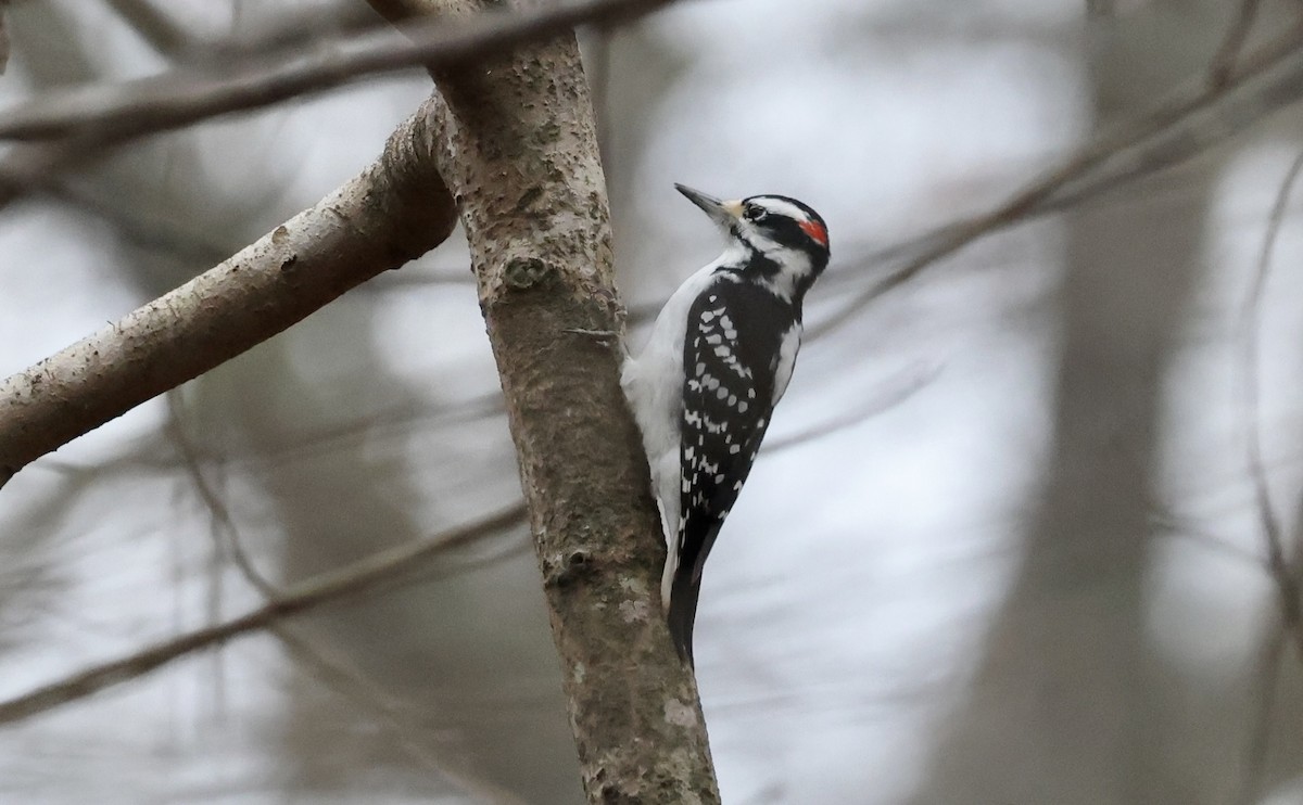 Hairy Woodpecker - ML612348513