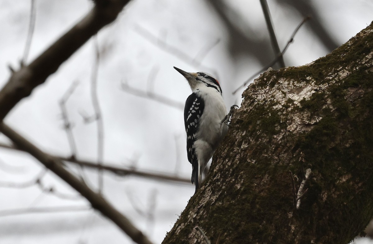 Hairy Woodpecker - ML612348516