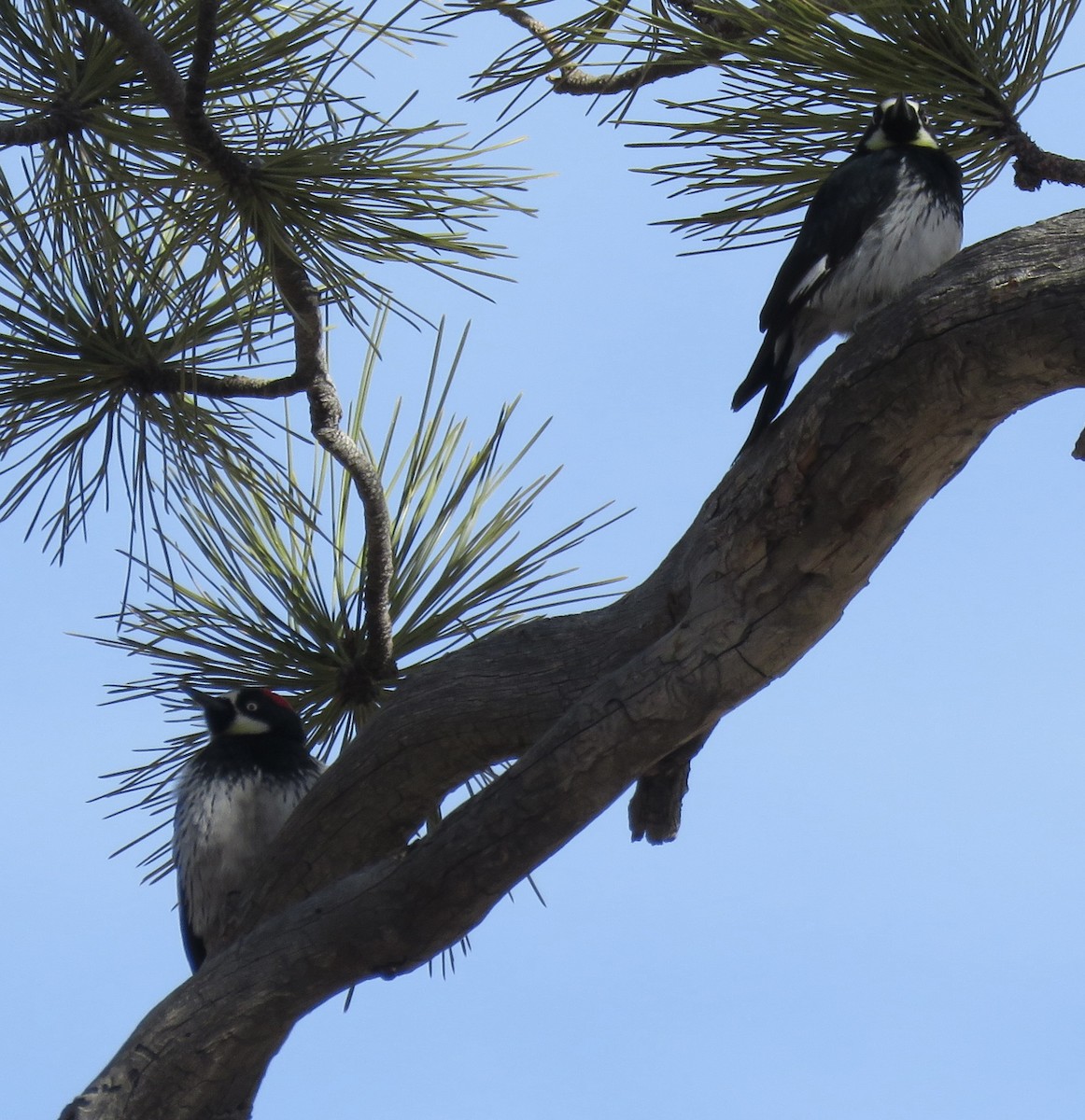 Acorn Woodpecker - ML612348541