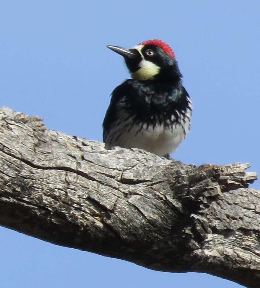 Acorn Woodpecker - ML612348542