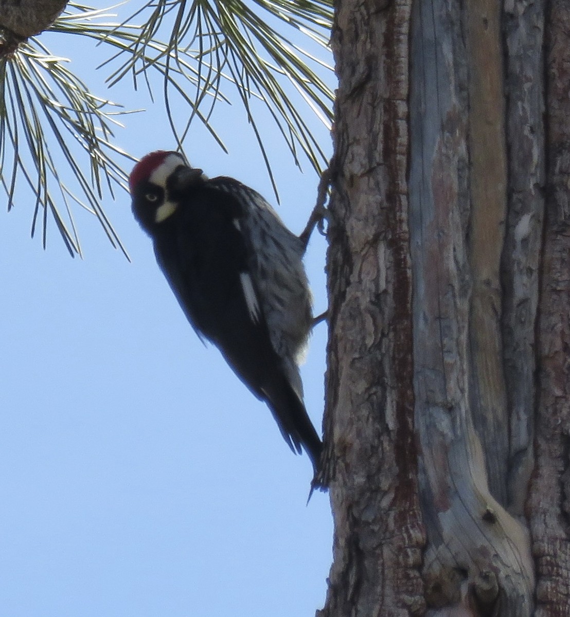 Acorn Woodpecker - ML612348543