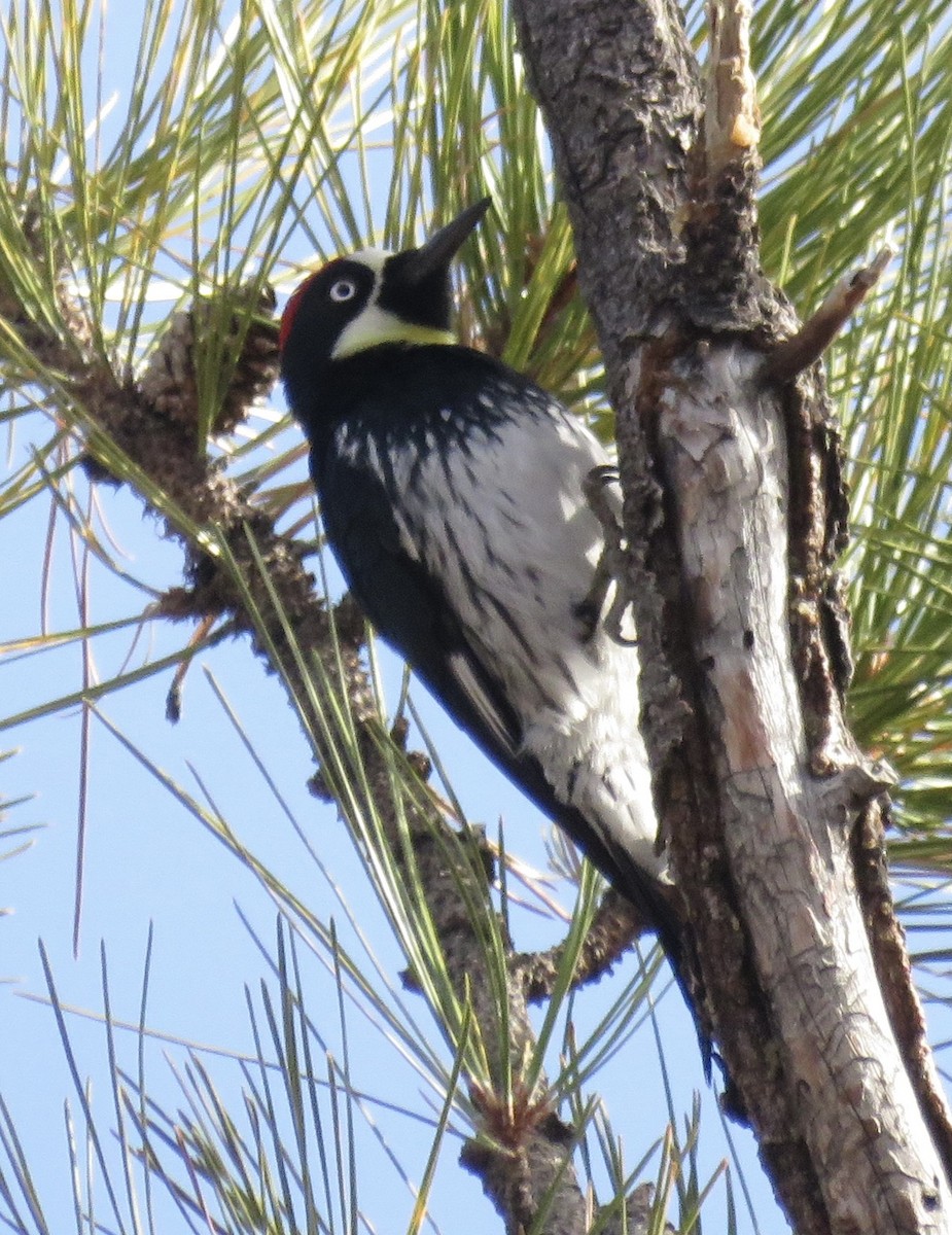 Acorn Woodpecker - ML612348544
