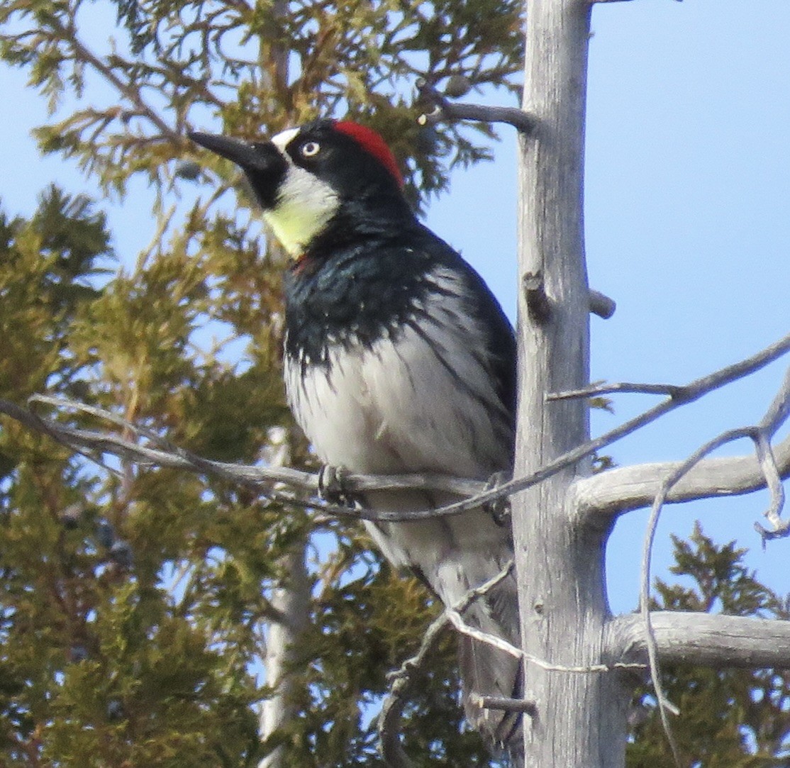 Acorn Woodpecker - ML612348545