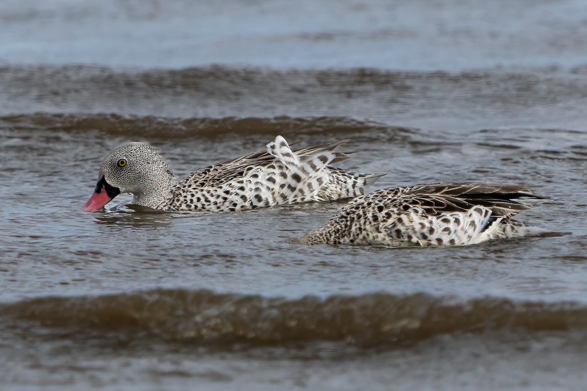 Cape Teal - Pete Myers