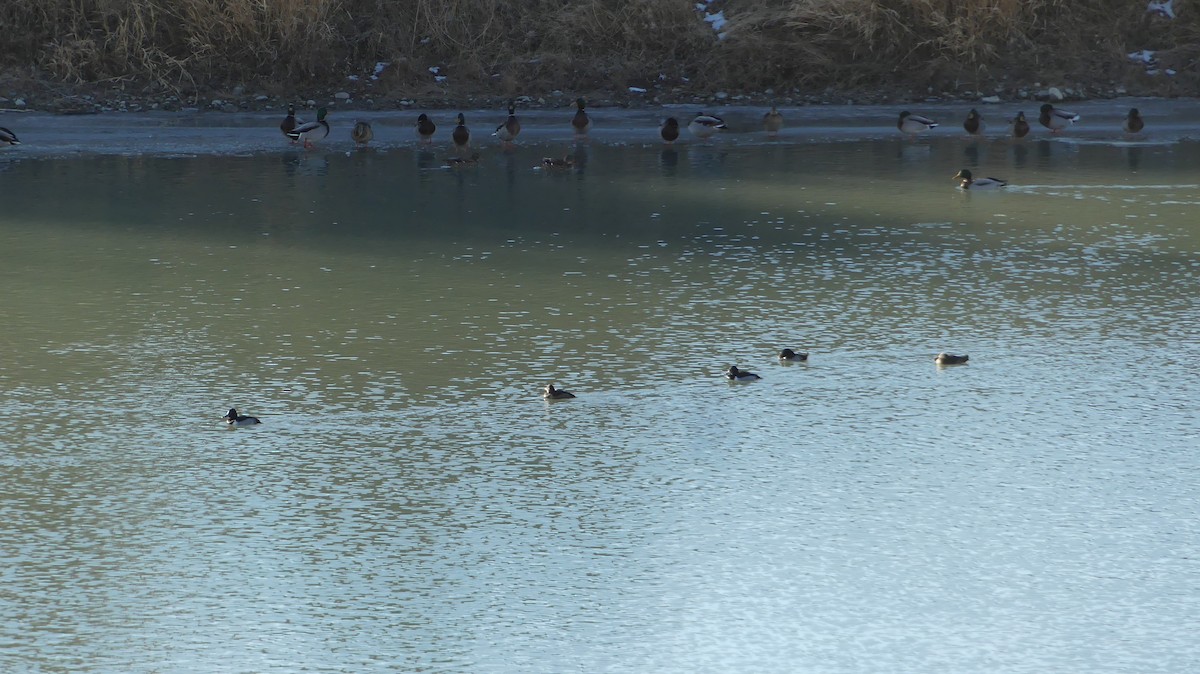 Ring-necked Duck - Ted Nanninga