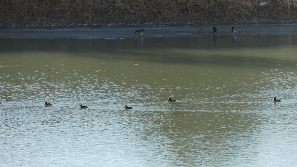 Ring-necked Duck - ML612348584