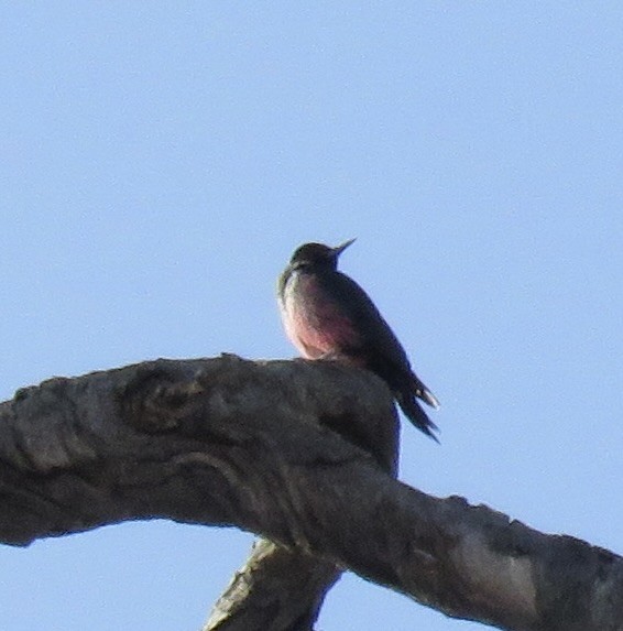 Lewis's Woodpecker - ML612348602