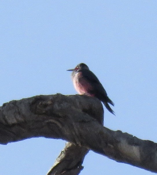 Lewis's Woodpecker - ML612348603