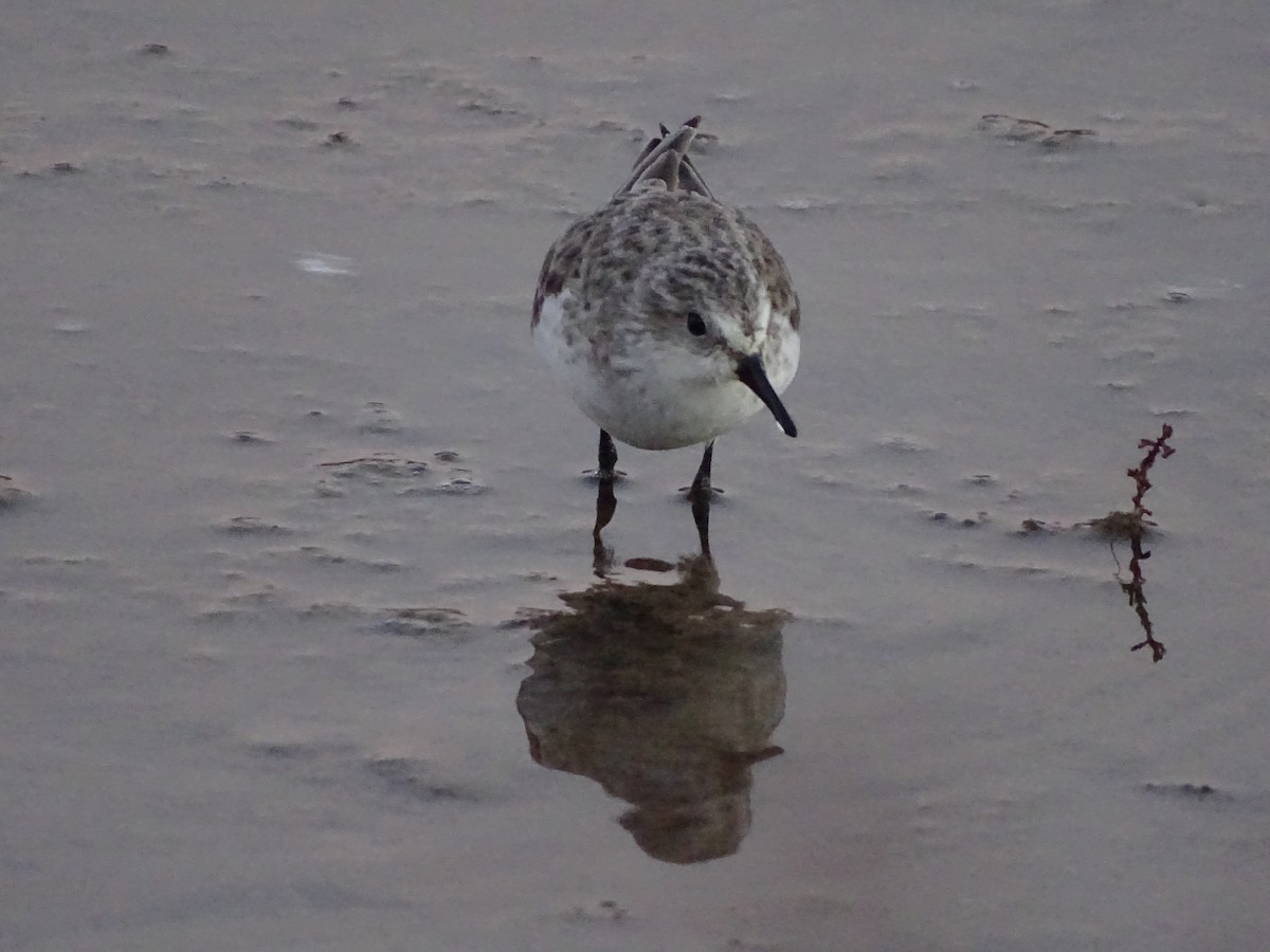 Little Stint - ML612348620