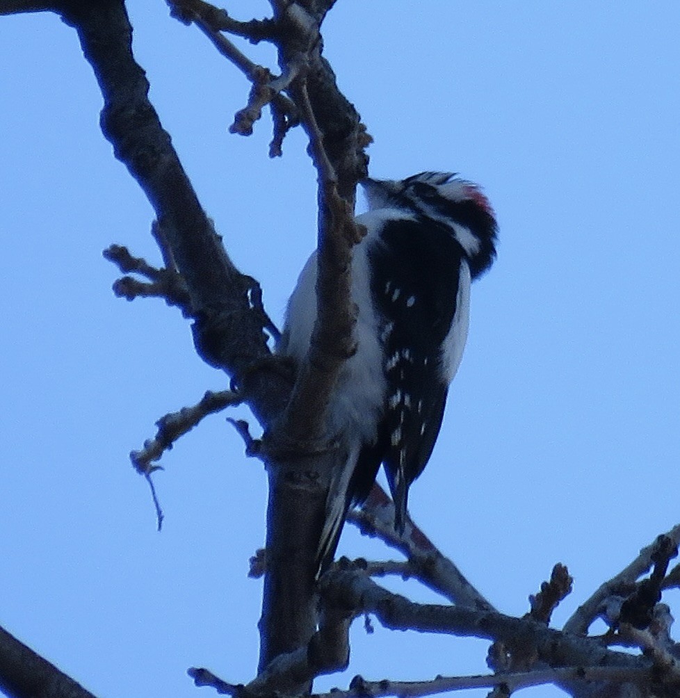 Downy Woodpecker - ML612348655