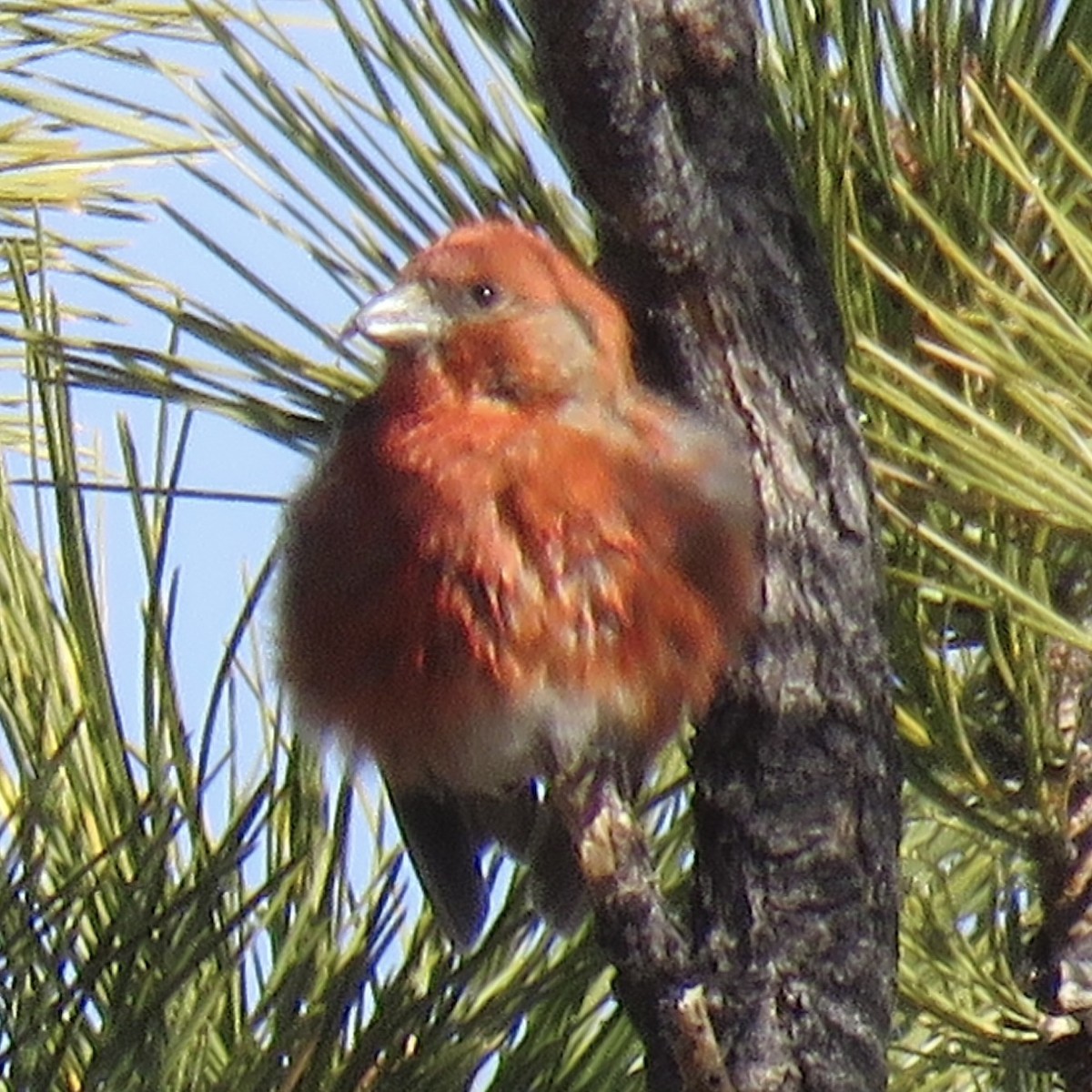 Red Crossbill - ML612348729