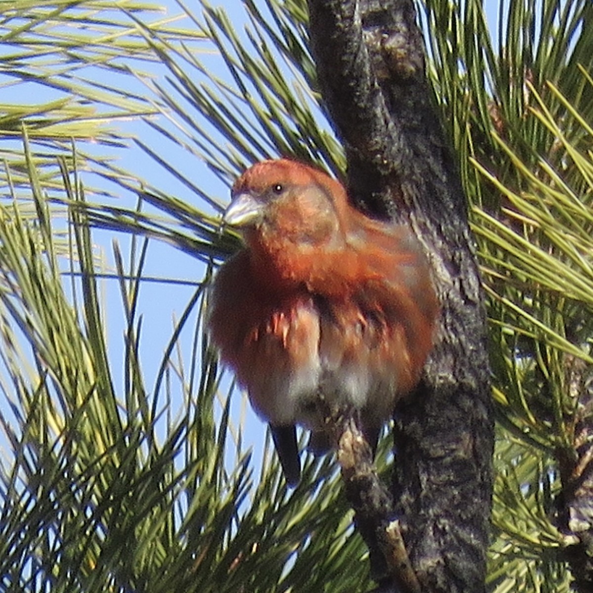 Red Crossbill - ML612348730
