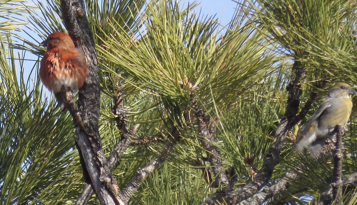 Red Crossbill - ML612348732