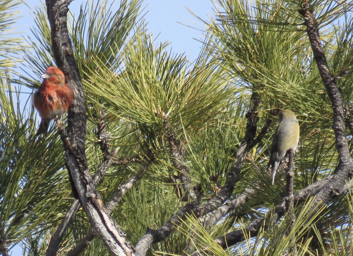 Red Crossbill - ML612348733