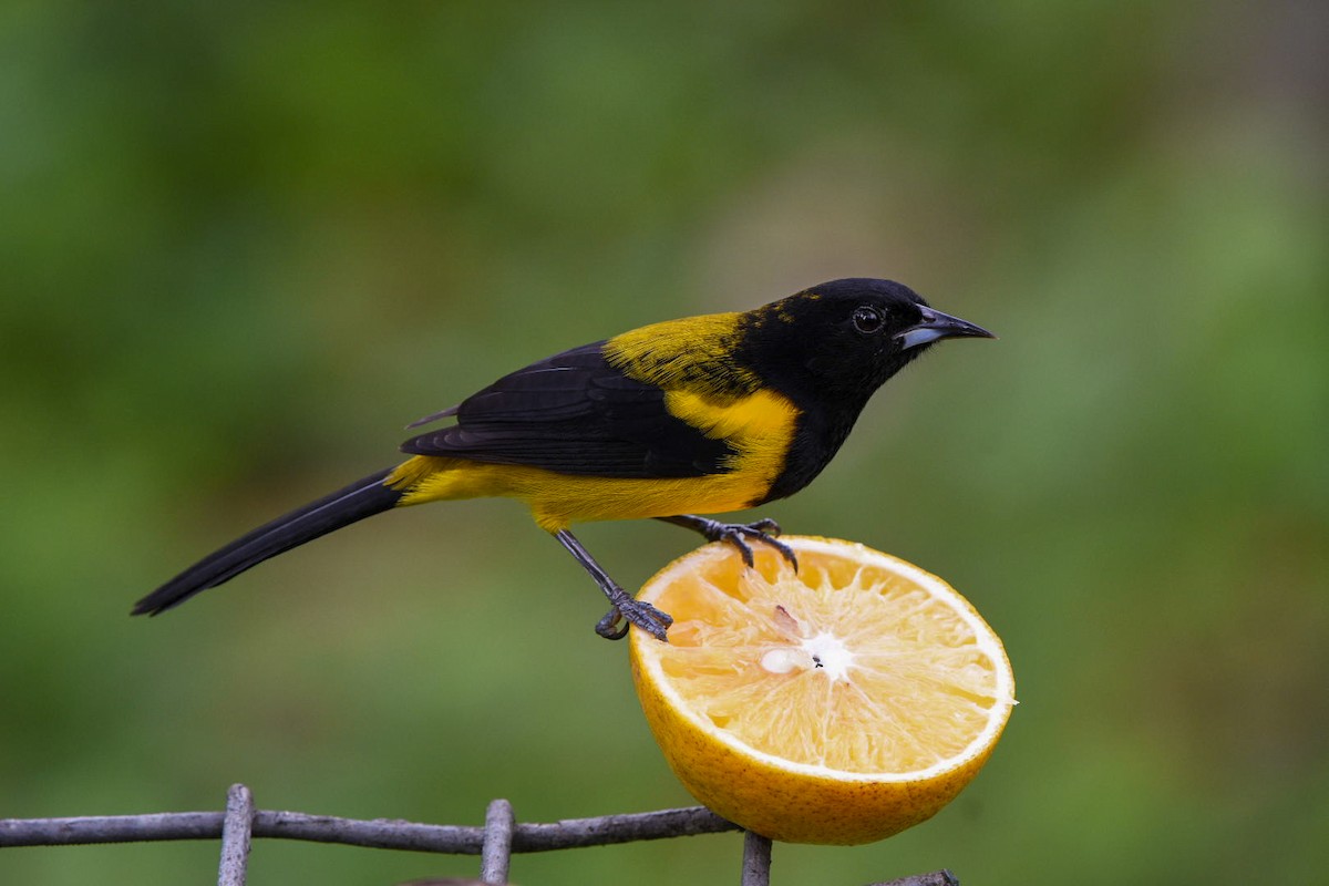 Black-cowled Oriole - ML612348751