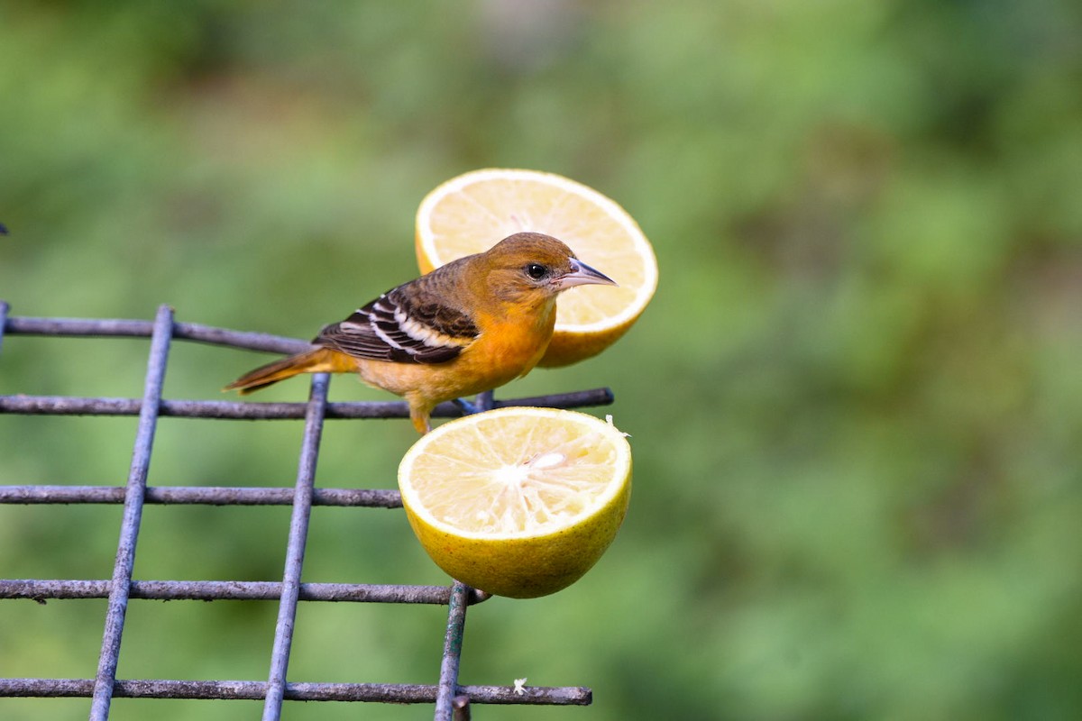 Baltimore Oriole - ML612348783