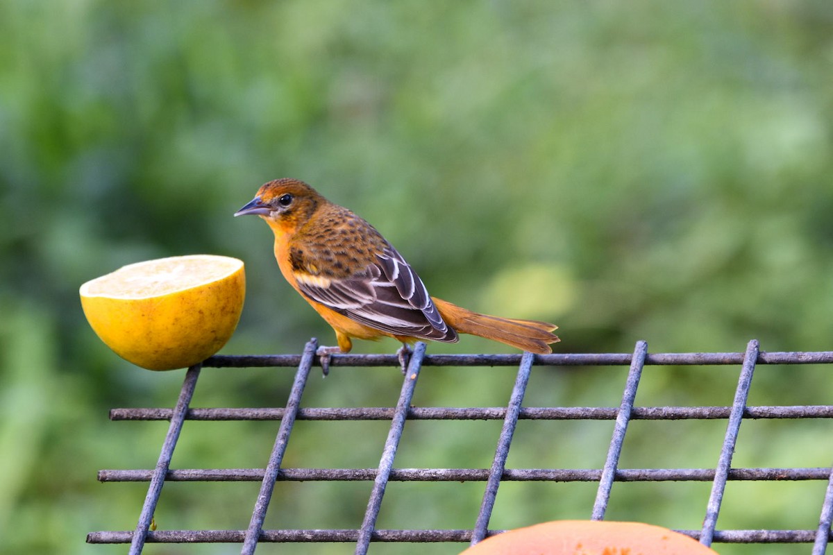 Baltimore Oriole - ML612348786