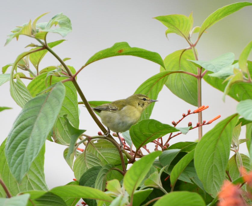 Tennessee Warbler - ML612348816