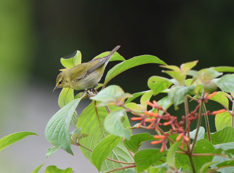 Tennessee Warbler - ML612348817