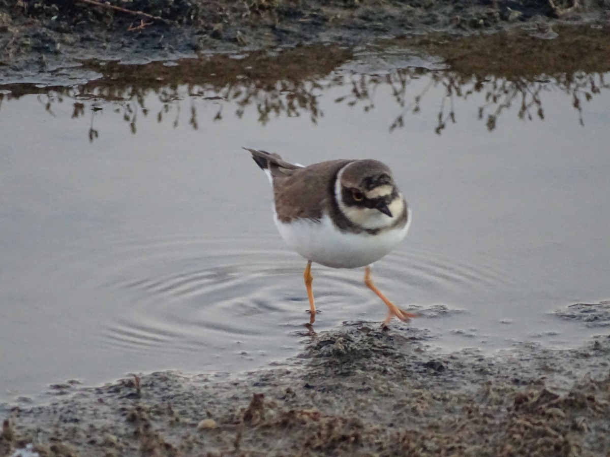 Little Ringed Plover - ML612348852