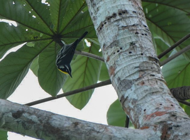 Yellow-throated Warbler - ML612348857