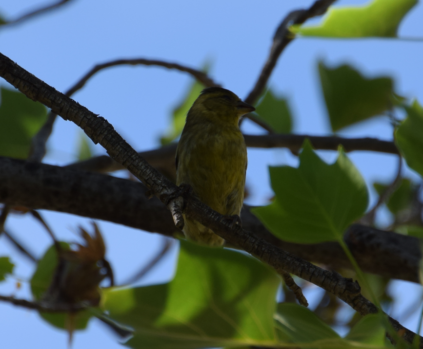 Black-chinned Siskin - Felipe Undurraga