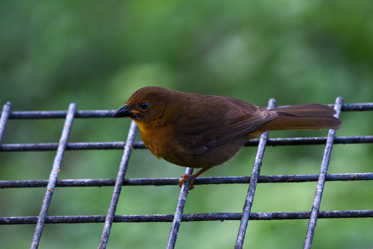 Red-throated Ant-Tanager - ML612348897