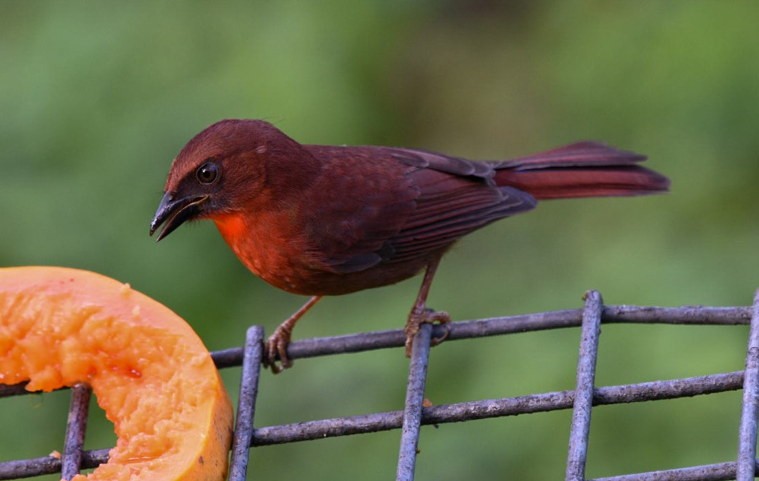 Red-throated Ant-Tanager - ML612348898