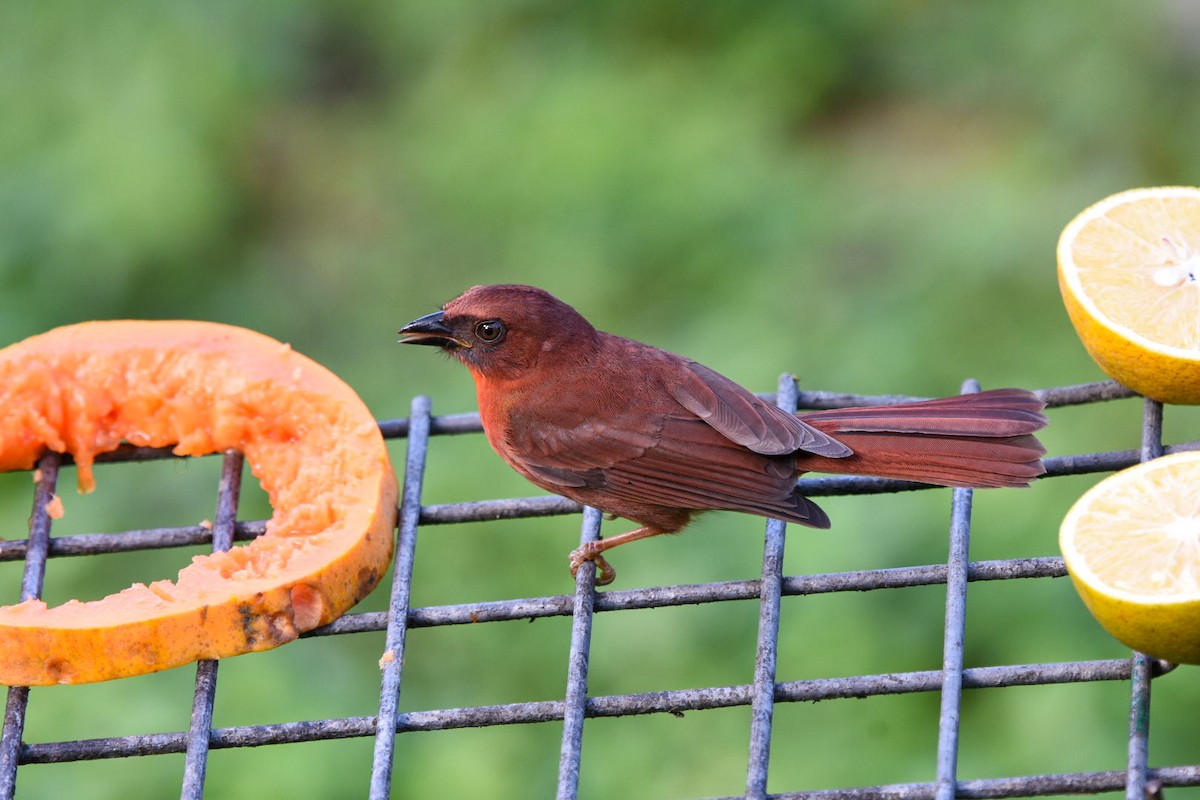 Red-throated Ant-Tanager - ML612348899