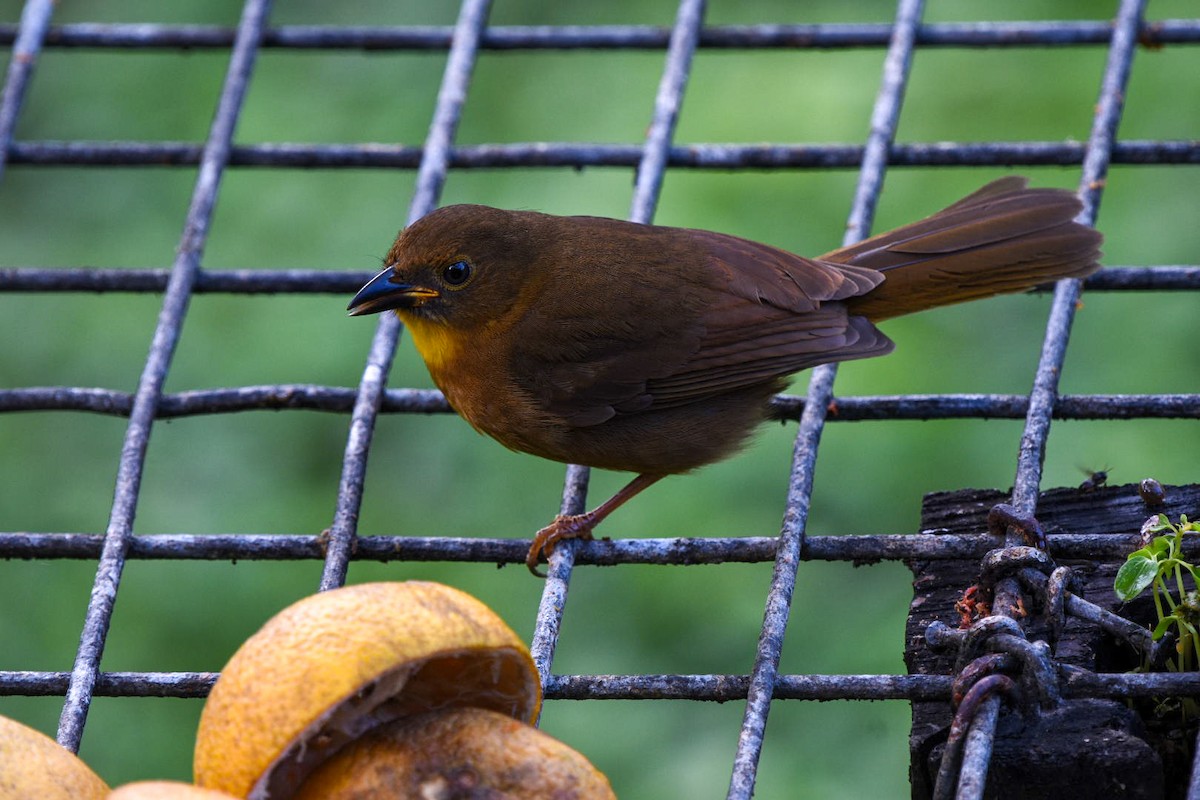 Red-throated Ant-Tanager - ML612348900