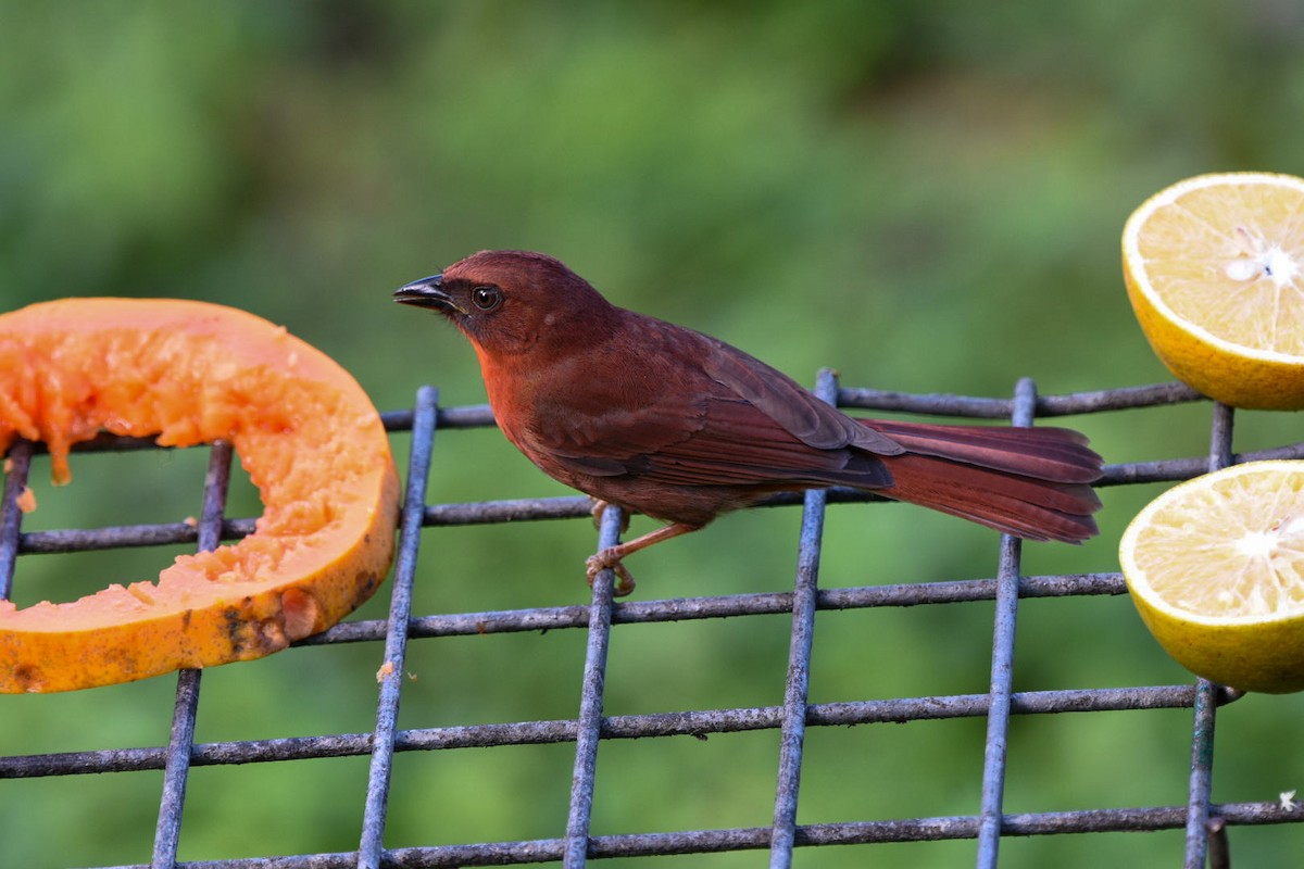 Red-throated Ant-Tanager - ML612348901