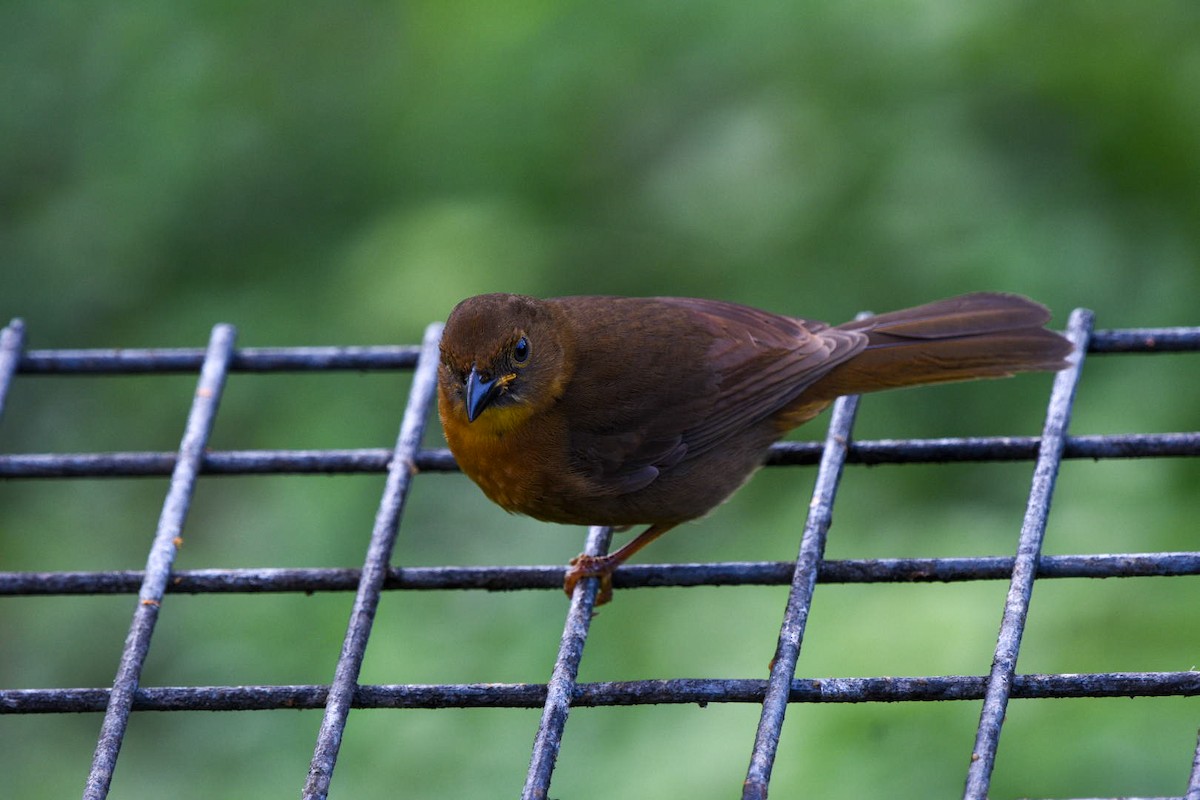 Red-throated Ant-Tanager - ML612348902
