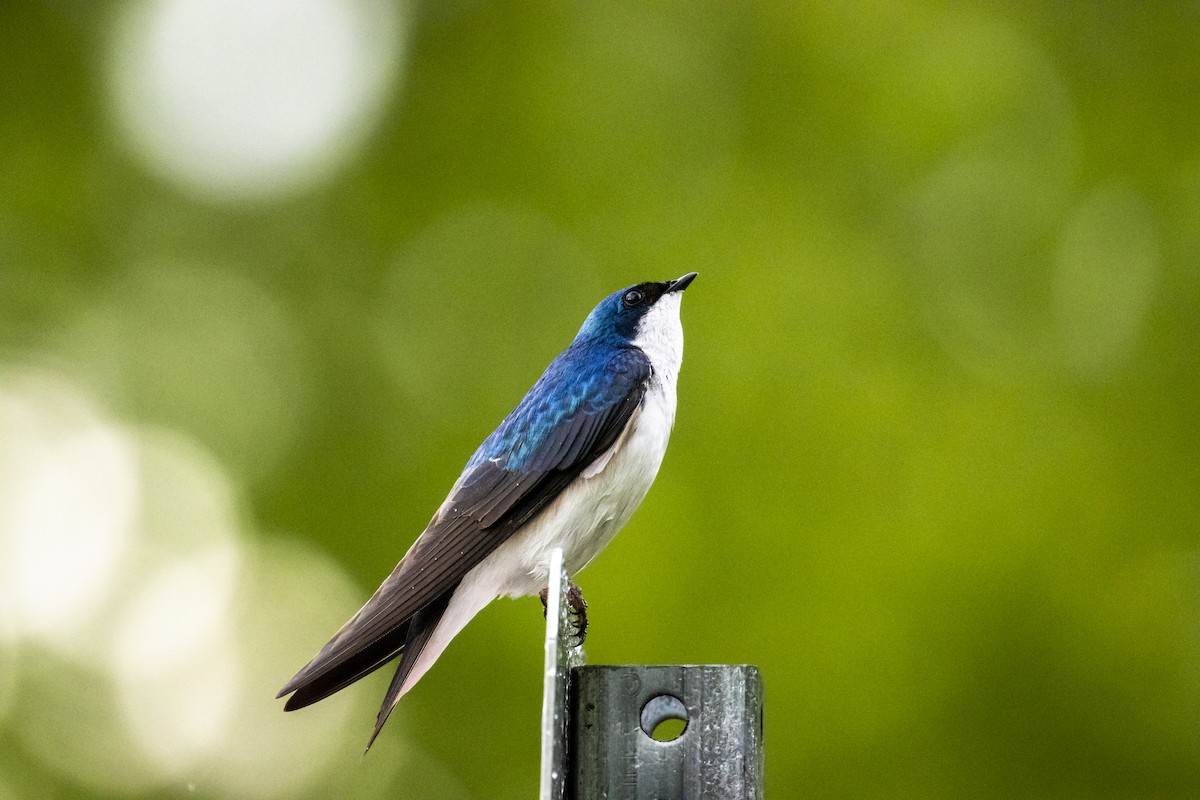 Tree Swallow - ML612348916