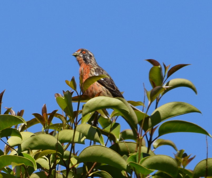 Rufous-tailed Plantcutter - Felipe Undurraga