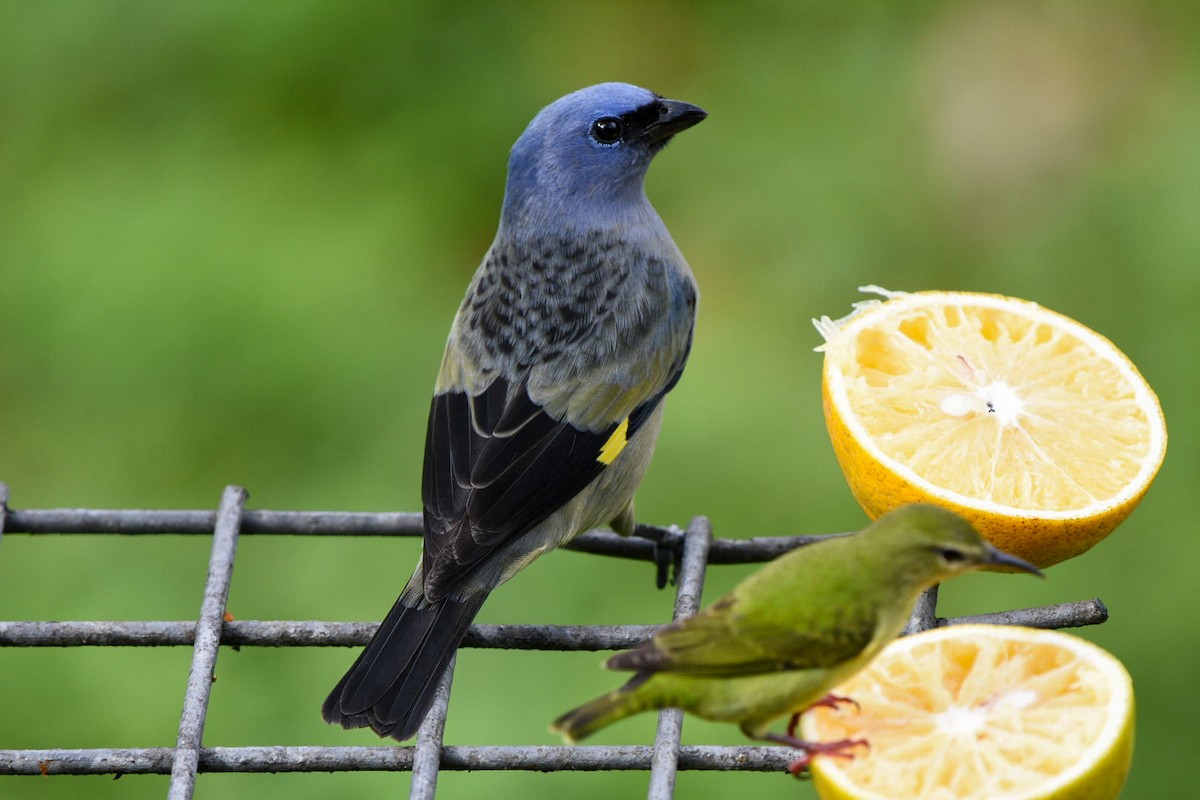 Yellow-winged Tanager - ML612348928