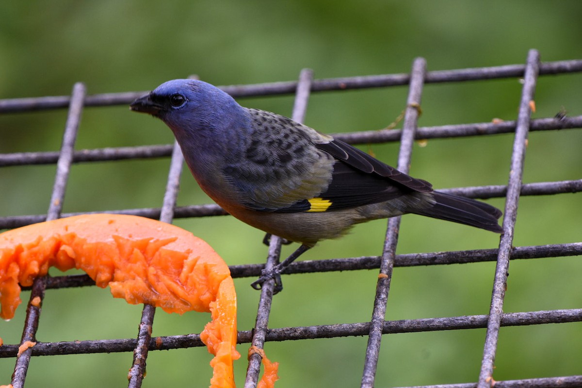 Yellow-winged Tanager - ML612348929