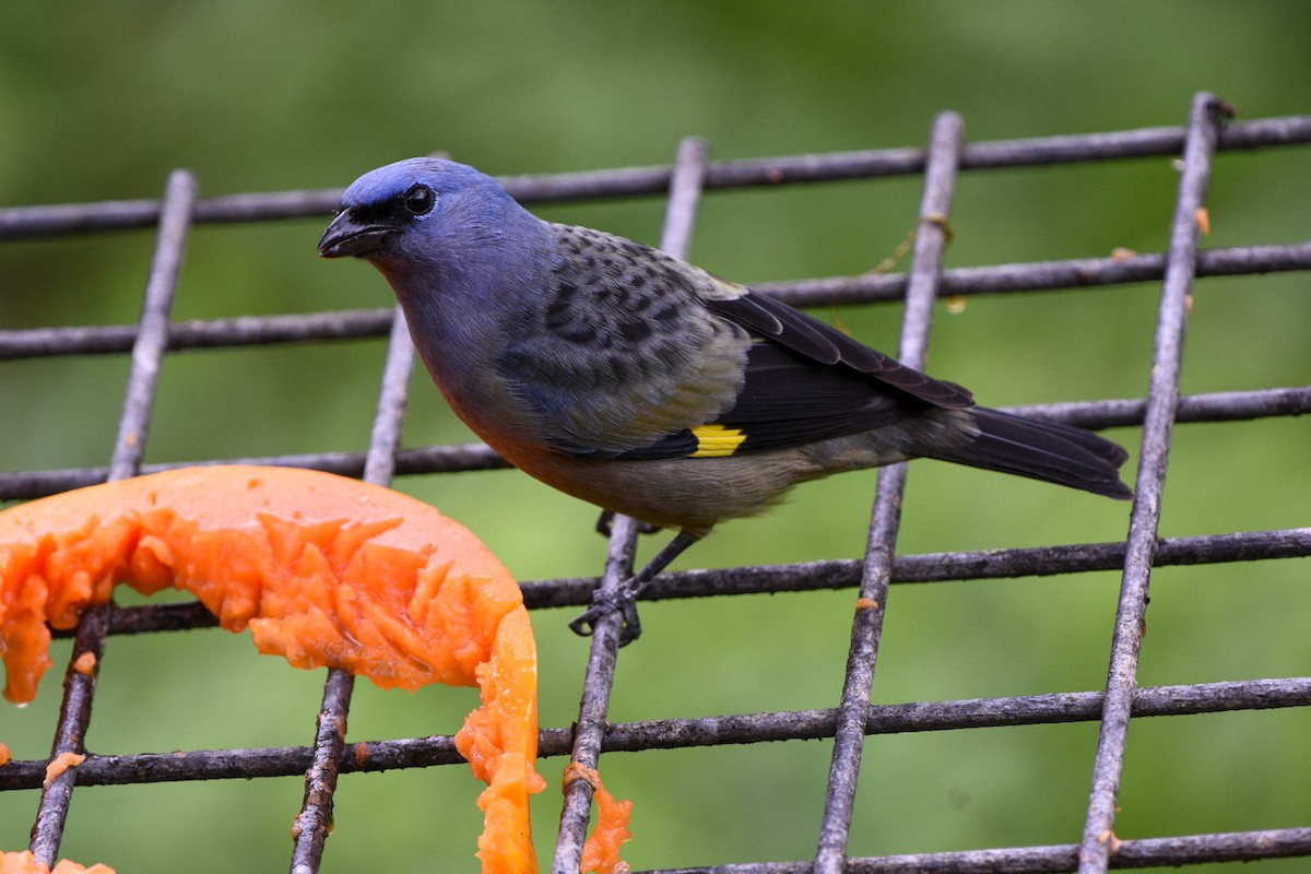 Yellow-winged Tanager - ML612348930
