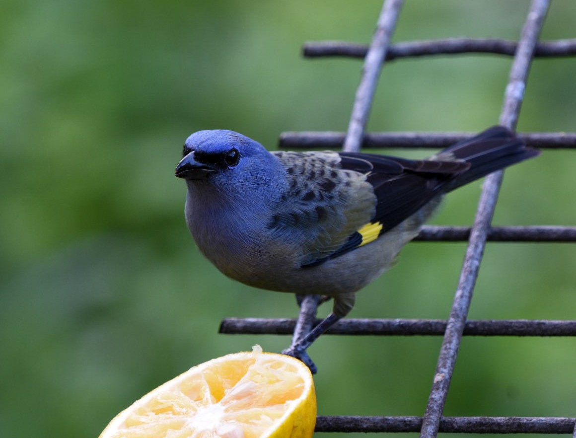 Yellow-winged Tanager - ML612348931