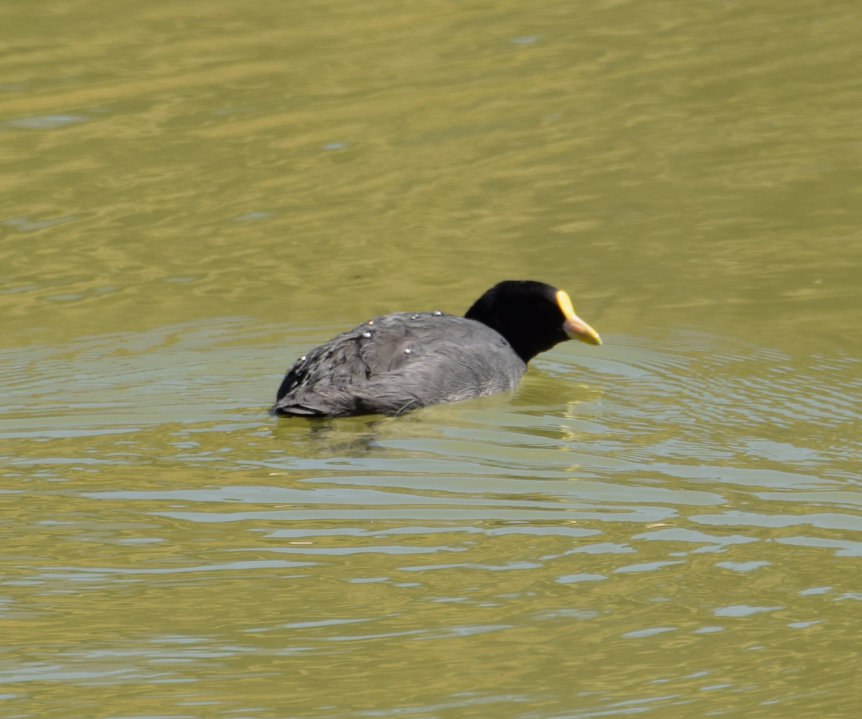 White-winged Coot - Felipe Undurraga