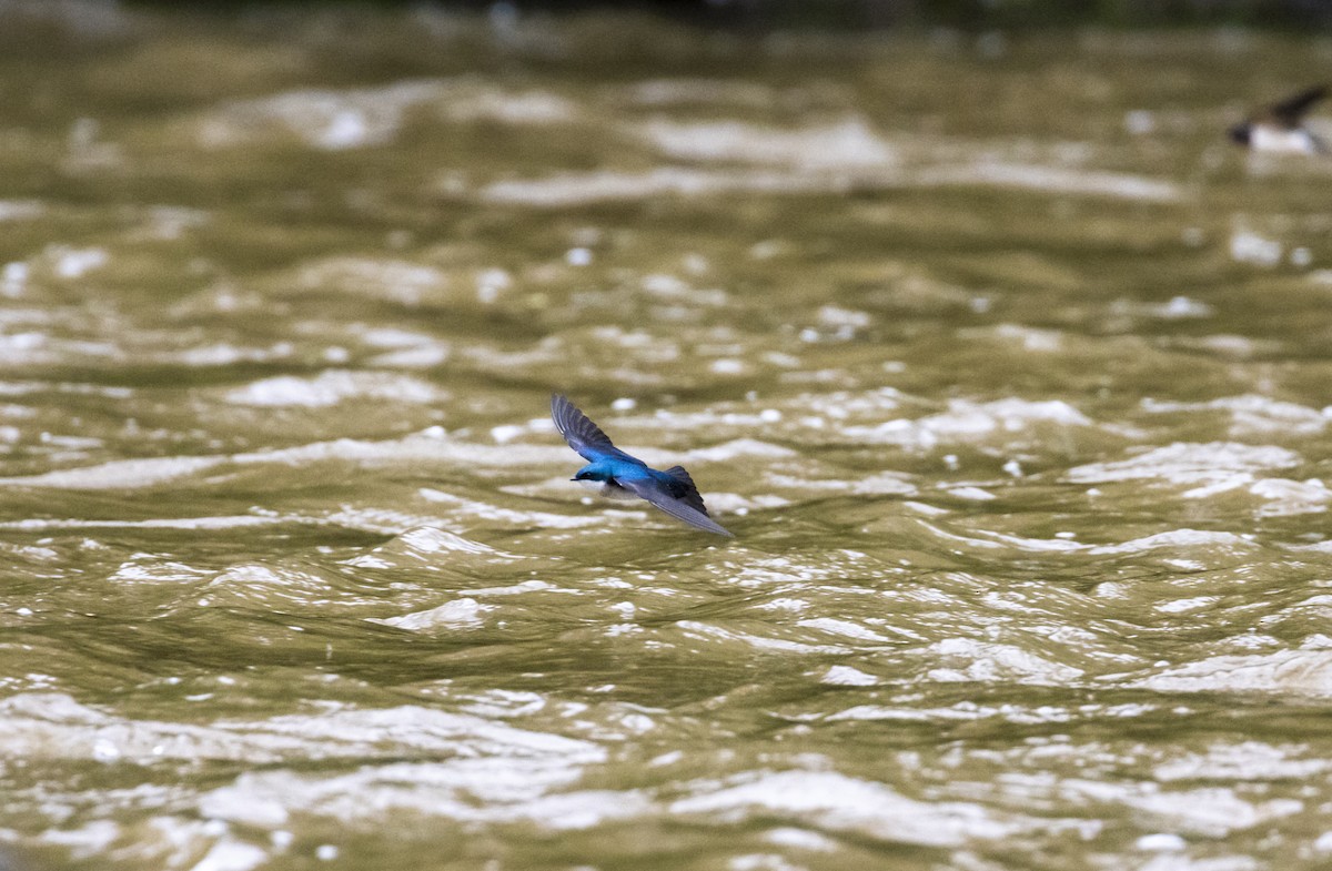 Tree Swallow - ML612348987