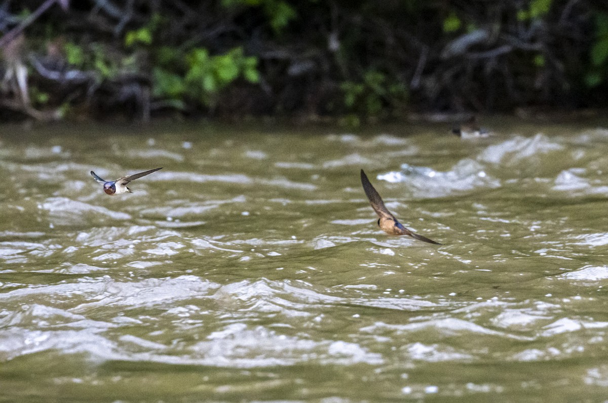 Barn Swallow (American) - ML612348996