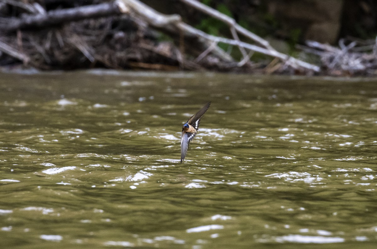 Barn Swallow (American) - ML612348997