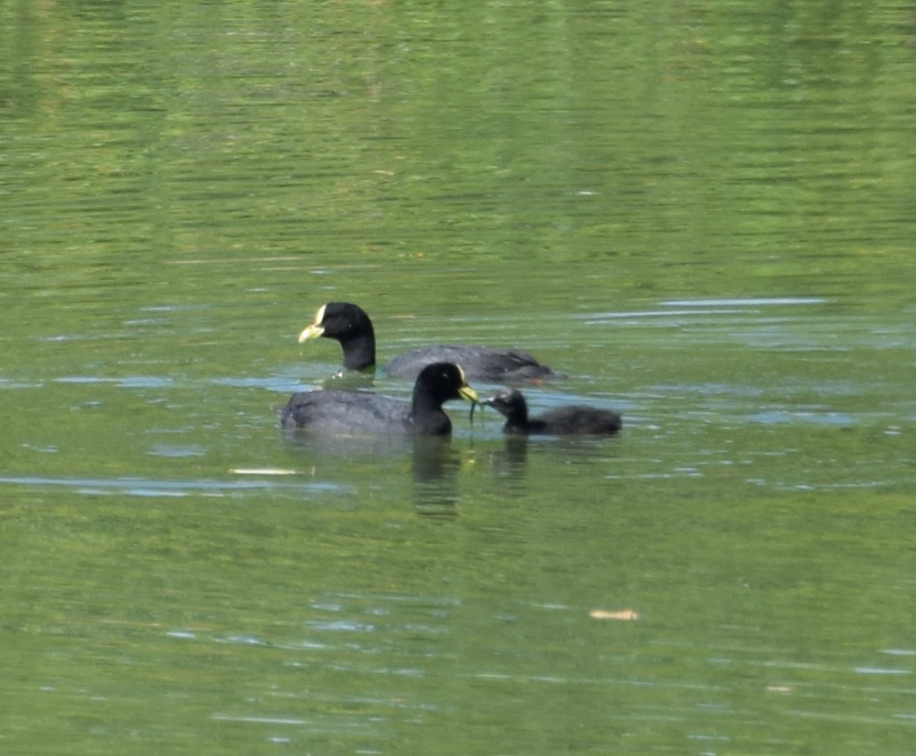 Red-gartered Coot - Felipe Undurraga