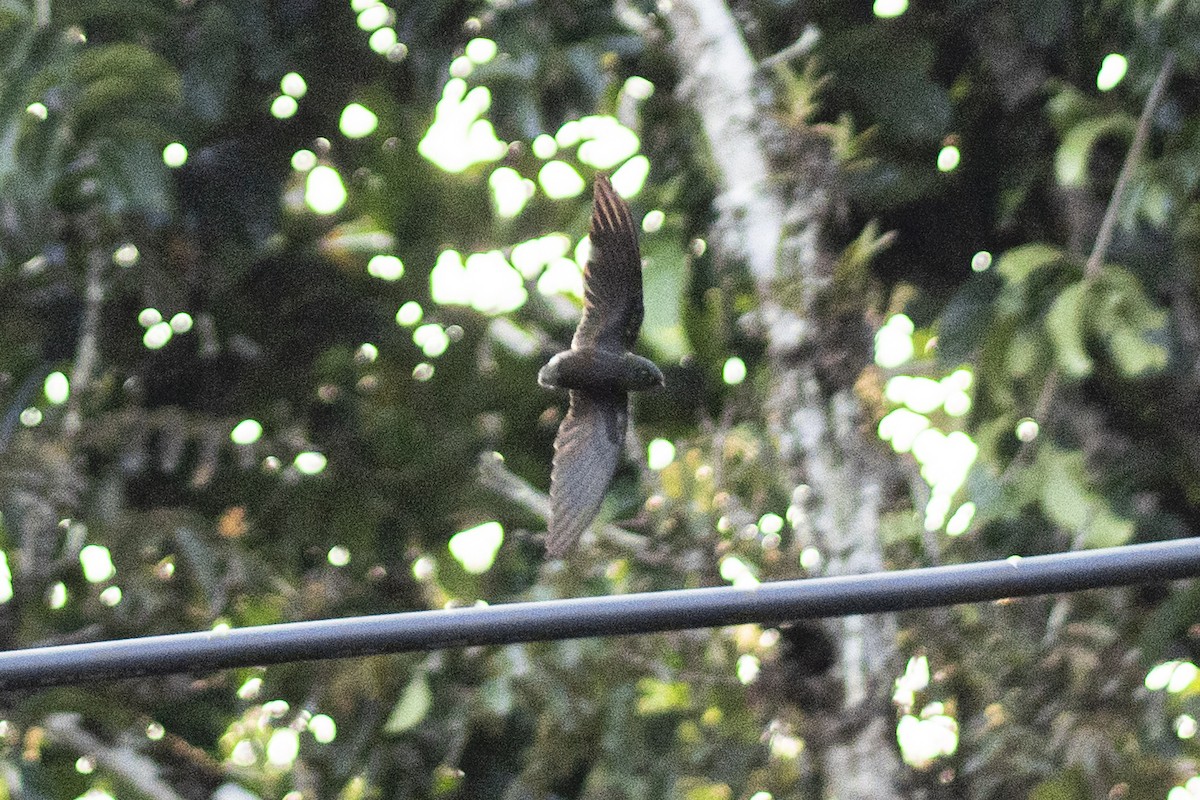 Pale-rumped Swift - Fabián Brito Neira