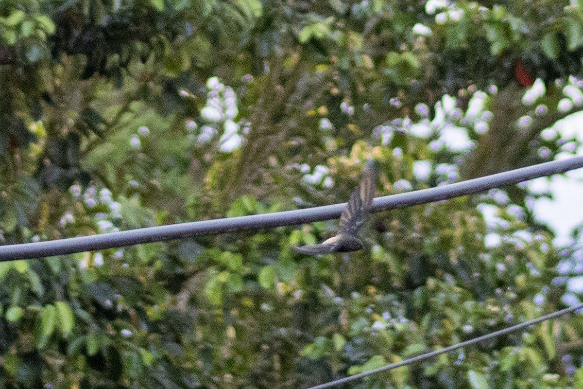 Pale-rumped Swift - Fabián Brito Neira