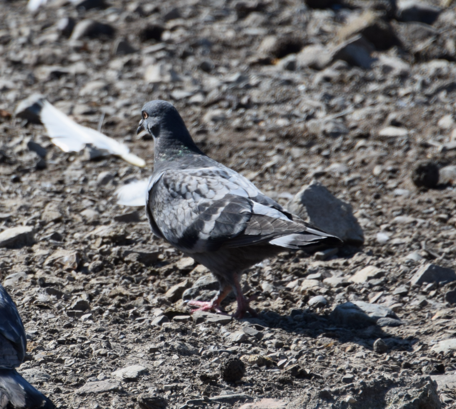 Rock Pigeon (Feral Pigeon) - Felipe Undurraga