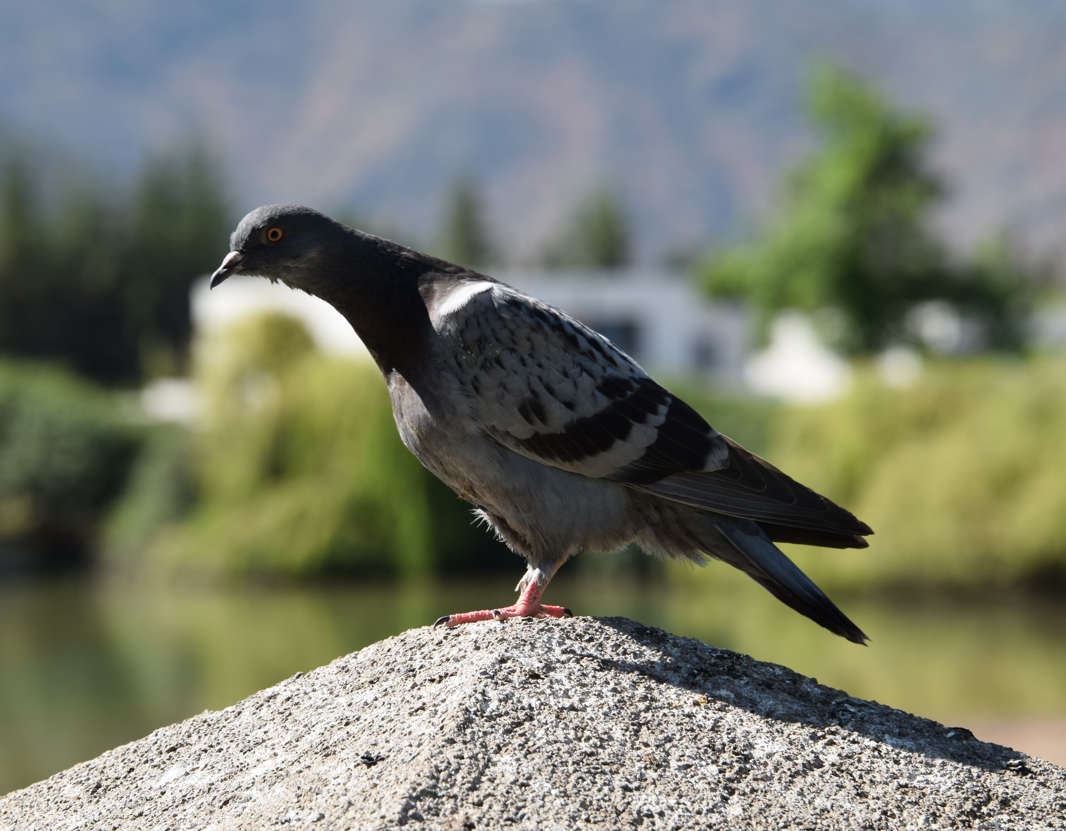 Rock Pigeon (Feral Pigeon) - Felipe Undurraga