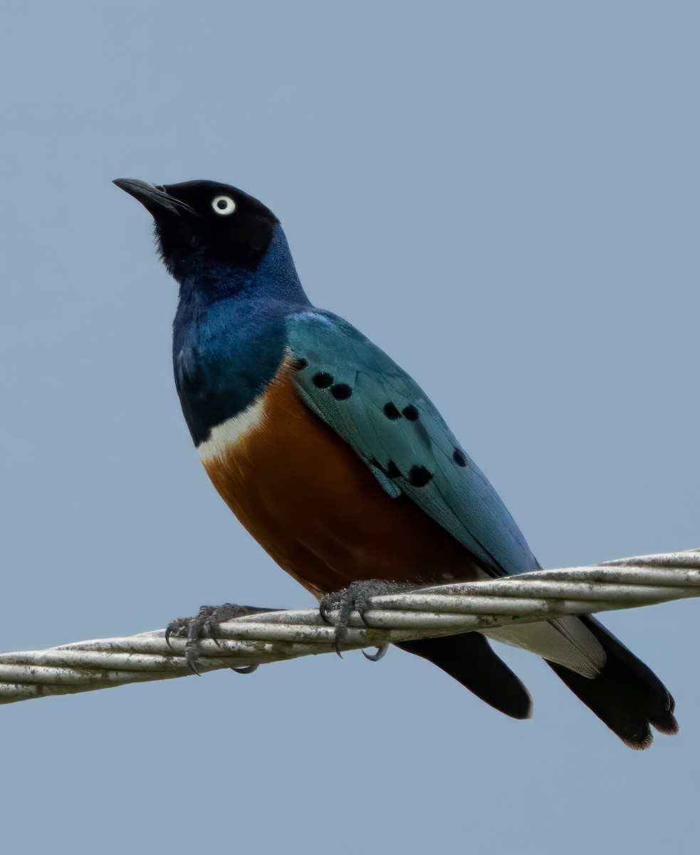 Superb Starling - ML612349095