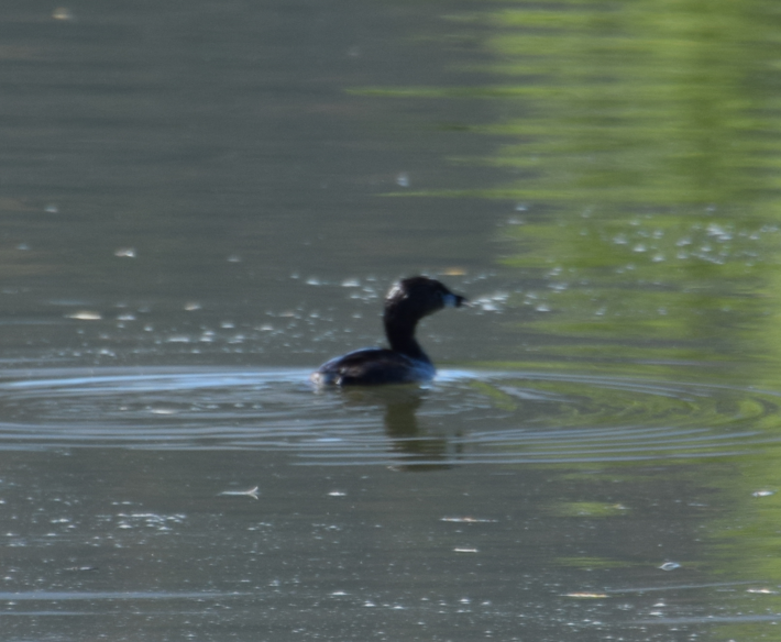 Pied-billed Grebe - ML612349100